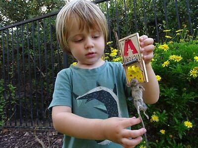 Corpus Christi rodent trapping